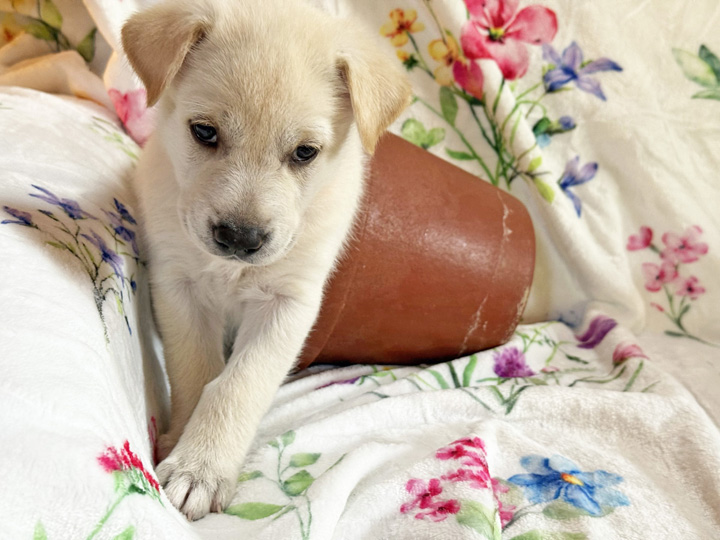 chinook puppy